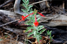 Hummingbird Trumpet - Epilobium canum