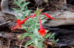 Hummingbird Trumpet - Epilobium canum