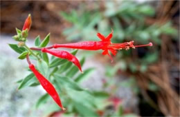 Hummingbird Trumpet - Epilobium canum