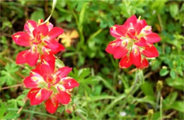 Castilleja - Indian Paintbrush