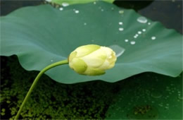 Lotus Flower