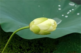 Lotus Flower and Pad