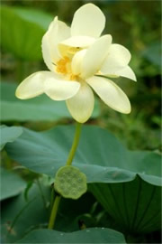 Lotus Flower