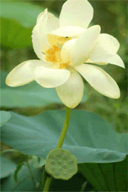 Lotus Flower