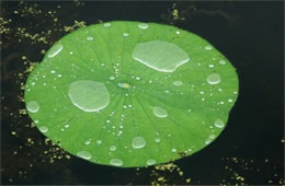 Lotus Pad