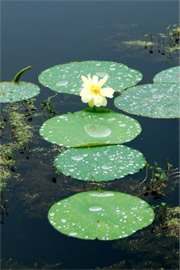 Lotus Pads and Flower