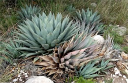 New Mexico Agave
