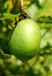 pawpaw fruit