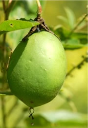 pawpaw fruit