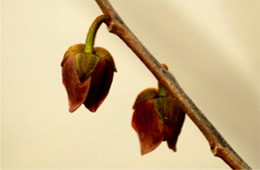 Pawpaw Flower