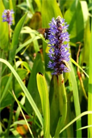 Pontederia cordata - Pickerelweed
