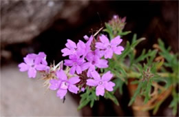 Glandularia bipinnatifida - Prairie Verbena