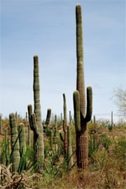 Saguaro Cactus