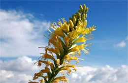 Schott's Agave - Agave schottii