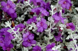Leucophyllum candidum - Silvercloud Ranger
