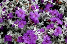 Leucophyllum candidum - Silvercloud Ranger