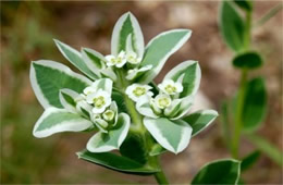 Snow on the Mountain Wildflower