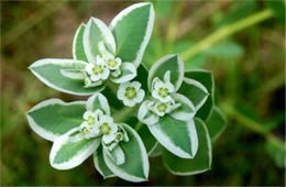 Snow on the Mountain Wildflower
