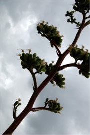 Agave