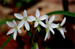 Claytonia virginica - Spring Beauty