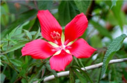 Hibiscus coccineus - Swamp Hibiscus