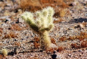 Cylindropunita bigelovi - Teddy Bear Cholla Cactus