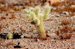 Cylindropunita bigelovi - Teddy Bear Cholla Cactus