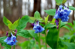 Mertensia virginica - Virginia Bluebell