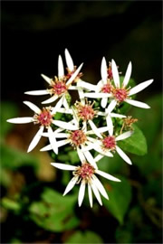 Aster divaricatus - White Wood Aster