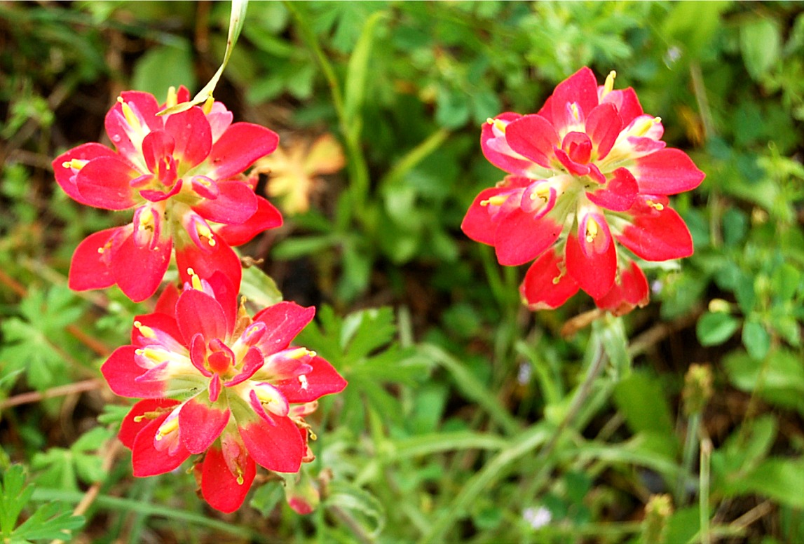 http://www.edupic.net/Images/Plants/indian_paintbrush01.JPG