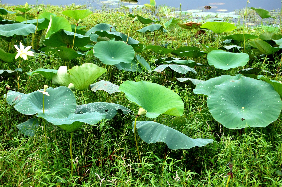 lotus pads