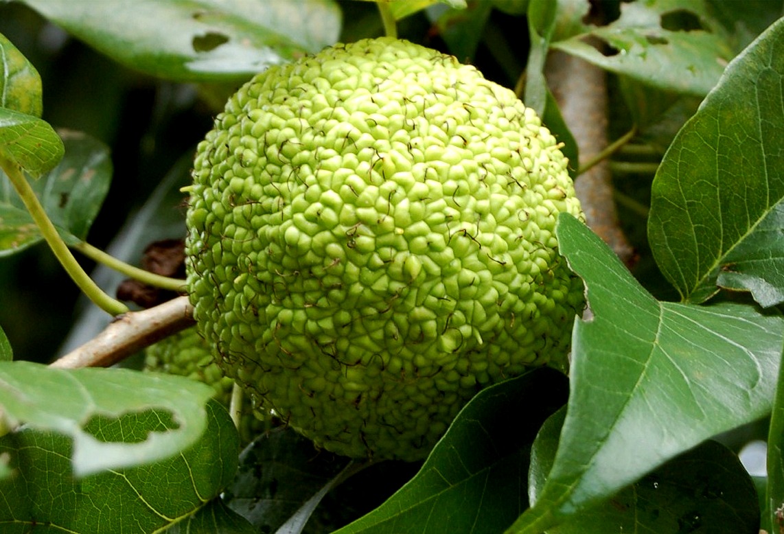 osage_orange391.JPG