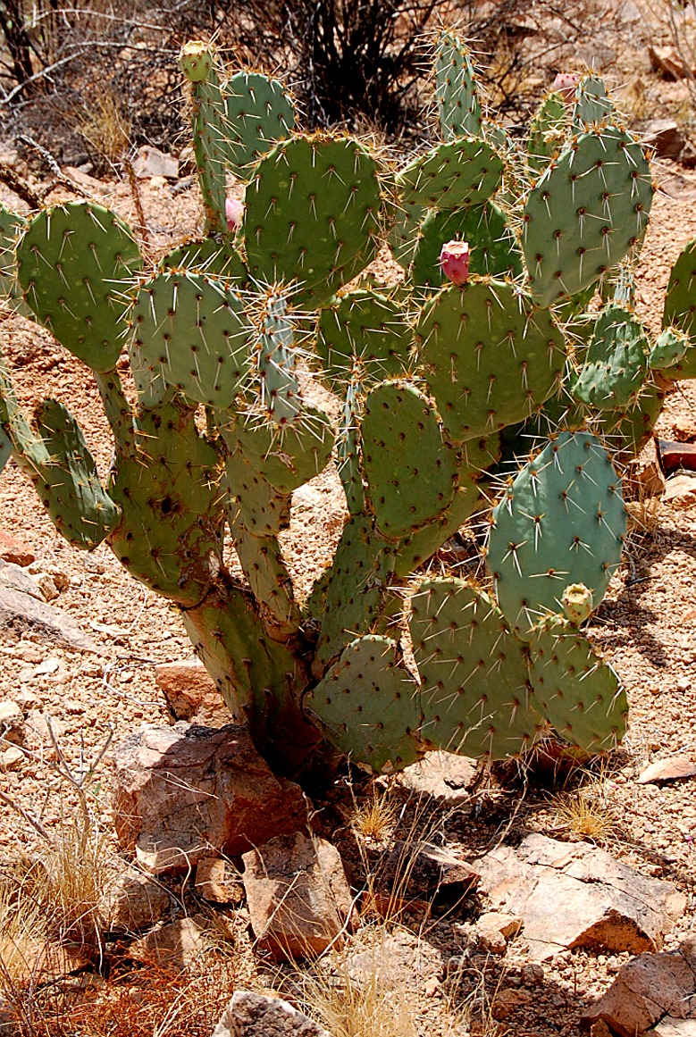 prickly cholla cacti edupic