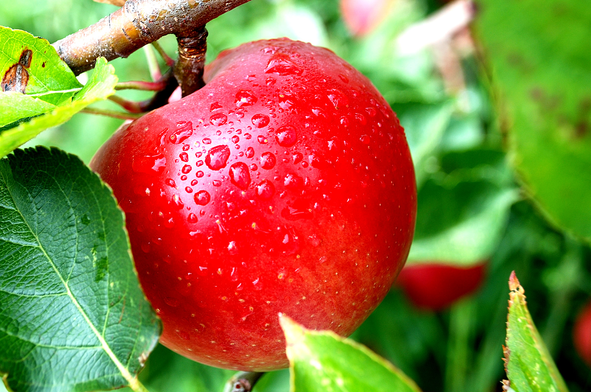 http://www.edupic.net/Images/Plants/red_apple432.jpg