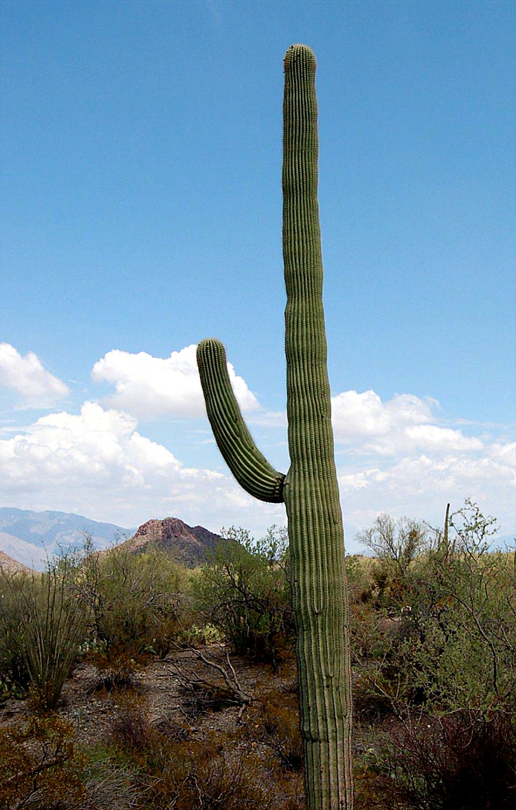 Edupic Cactus And Desert Plant Images