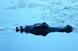 Alligator mississippiensis - American Alligator swimming