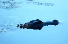 Alligator mississippiensis - American Alligator swimming