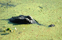 Alligator mississippiensis - American Alligator hiding under algae