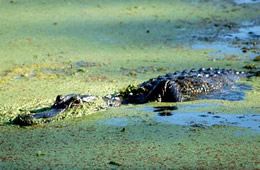 Alligator mississippiensis - American Alligator