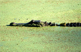 Alligator mississippiensis - American Alligator