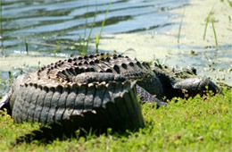 Alligator mississippiensis - American Alligator