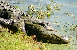 Alligator mississippiensis - American Alligator