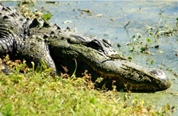 Alligator mississippiensis - American Alligator