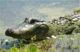 Alligator mississippiensis - American Alligator