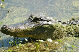 Alligator mississippiensis - American Alligator