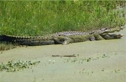 Alligator mississippiensis - American Alligator