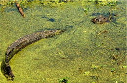 Alligator mississippiensis - American Alligator