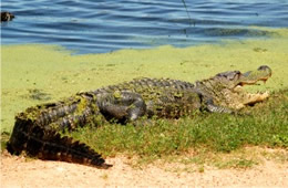 Alligator mississippiensis - American Alligator