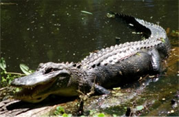 Alligator mississippiensis - American Alligator