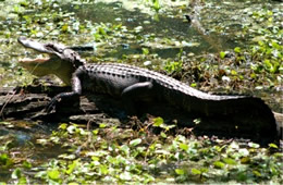 Alligator mississippiensis - American Alligator